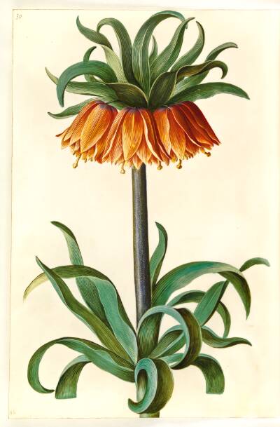 Fritillaria imperialis (kejserkrone)