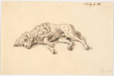 Liggende puddelhund