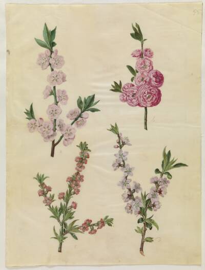Prunus dulcis (mandel); Prunus persica (fersken)