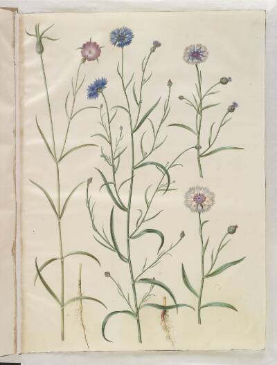 Agrostemma githago (almindelig klinte); Centaurea cyanus (kornblomst)