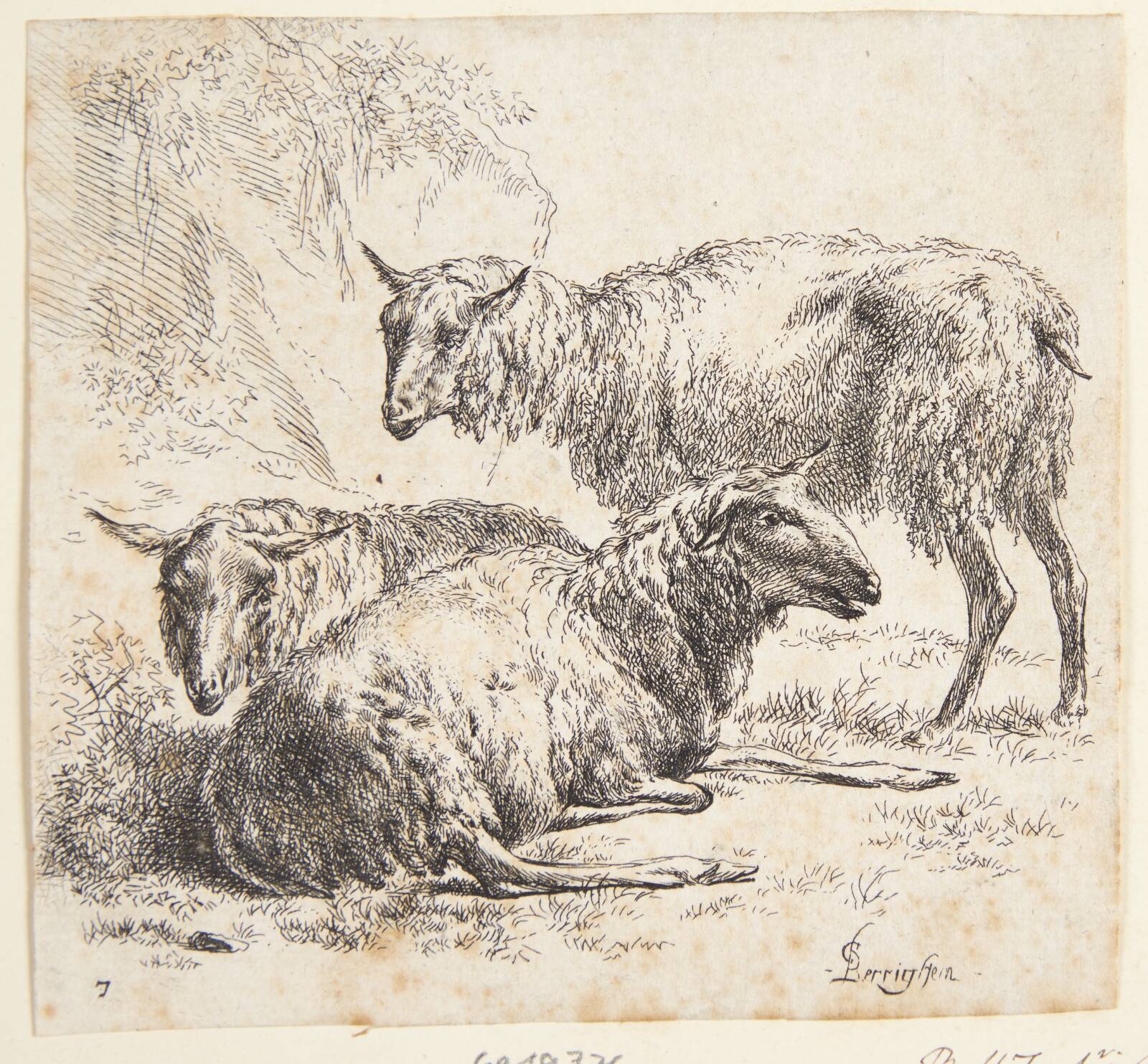 Tre får, Nicolaes Berchem, 1620-1683