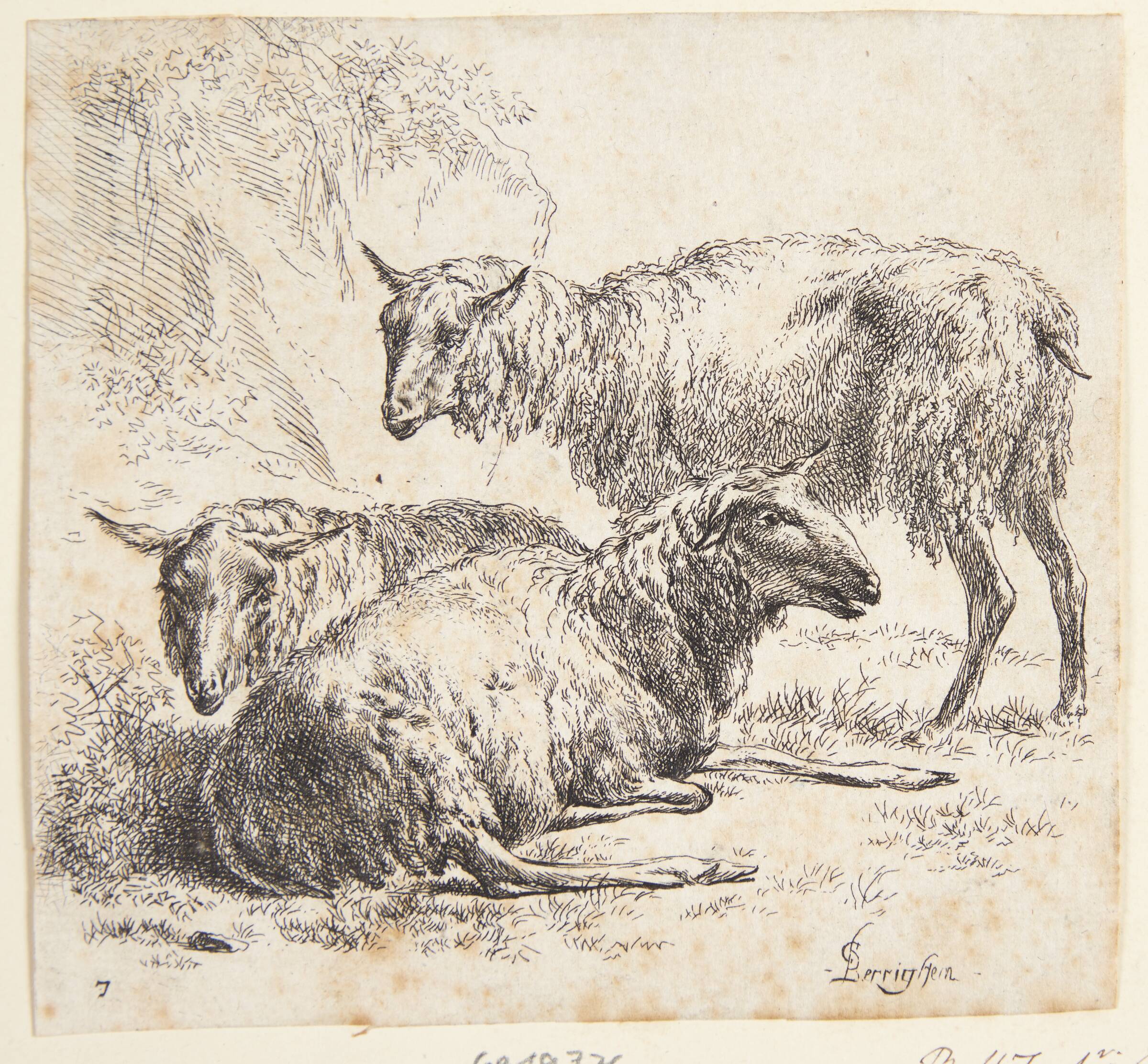 Tre får, Nicolaes Berchem, 1620-1683