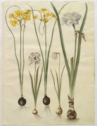Narcissus jonquilla (siv-narcis); Narcissus tazetta (tazet); Narcissus pseudonarcissus moschatus (moskus-narcis); Narcissus poeticus (pinselilje)