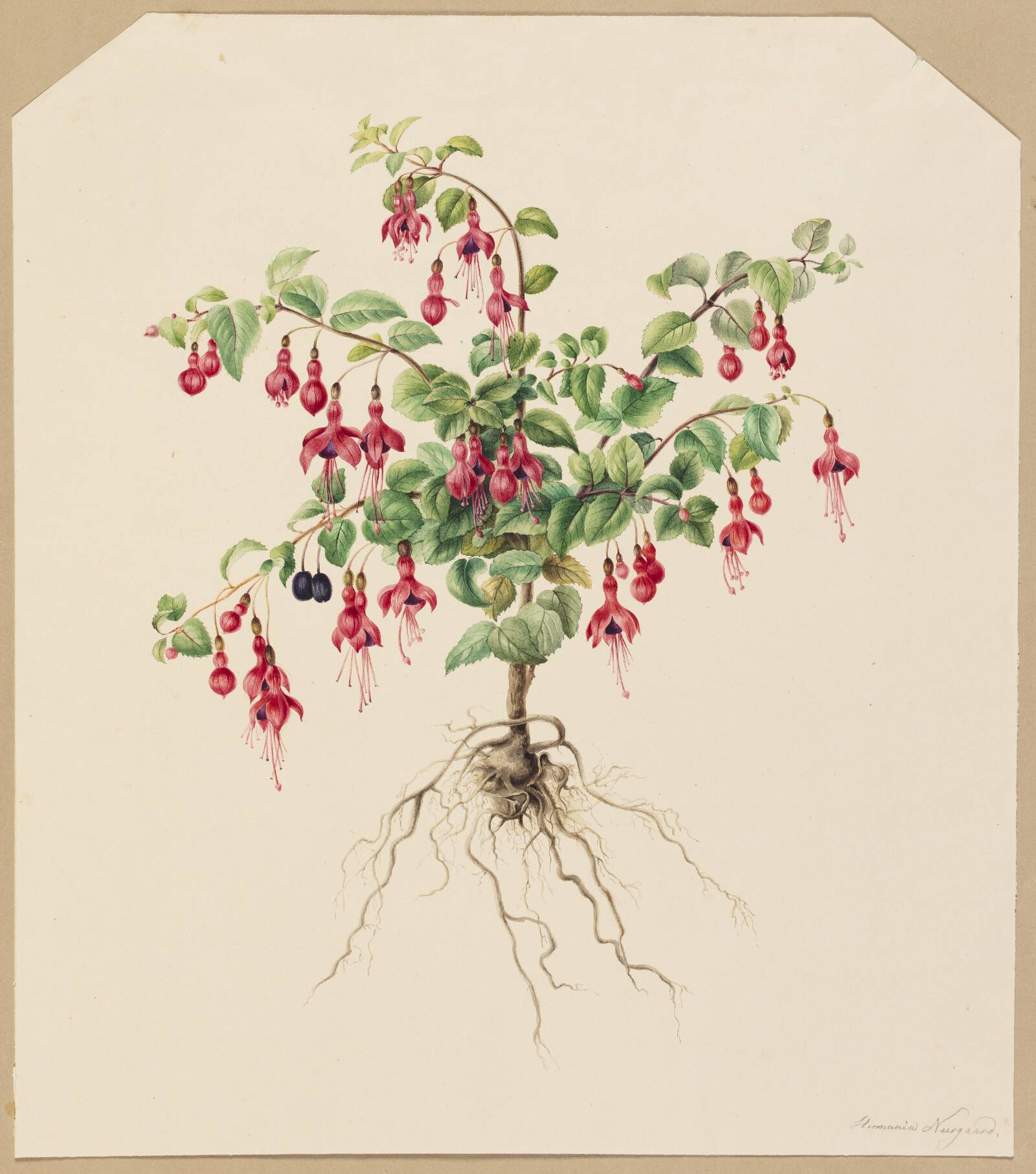 Fuchsia, Hermania Neergaard, 1821-1875