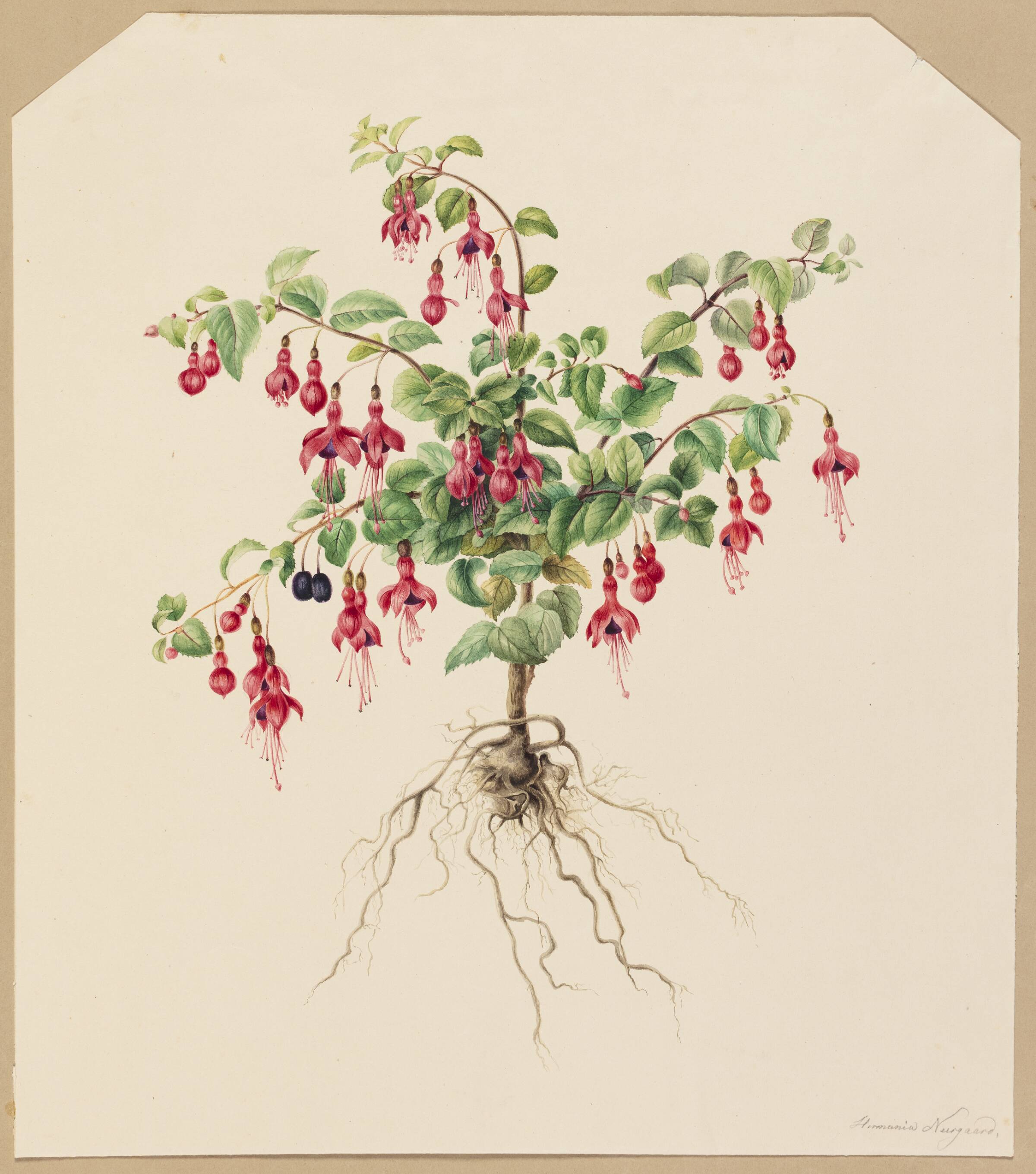 Fuchsia, Hermania Neergaard, 1821-1875