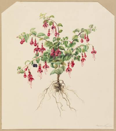 Fuchsia