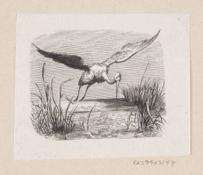 Illustration til "Storkene" i H.C. Andersen, "Eventyr og Historier", Bind 1
