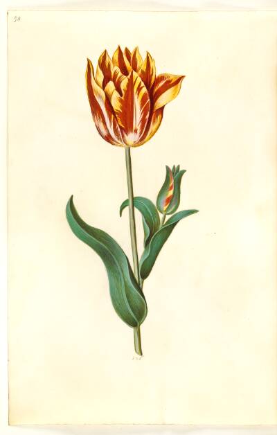 Tulipa gesneriana (have-tulipan)