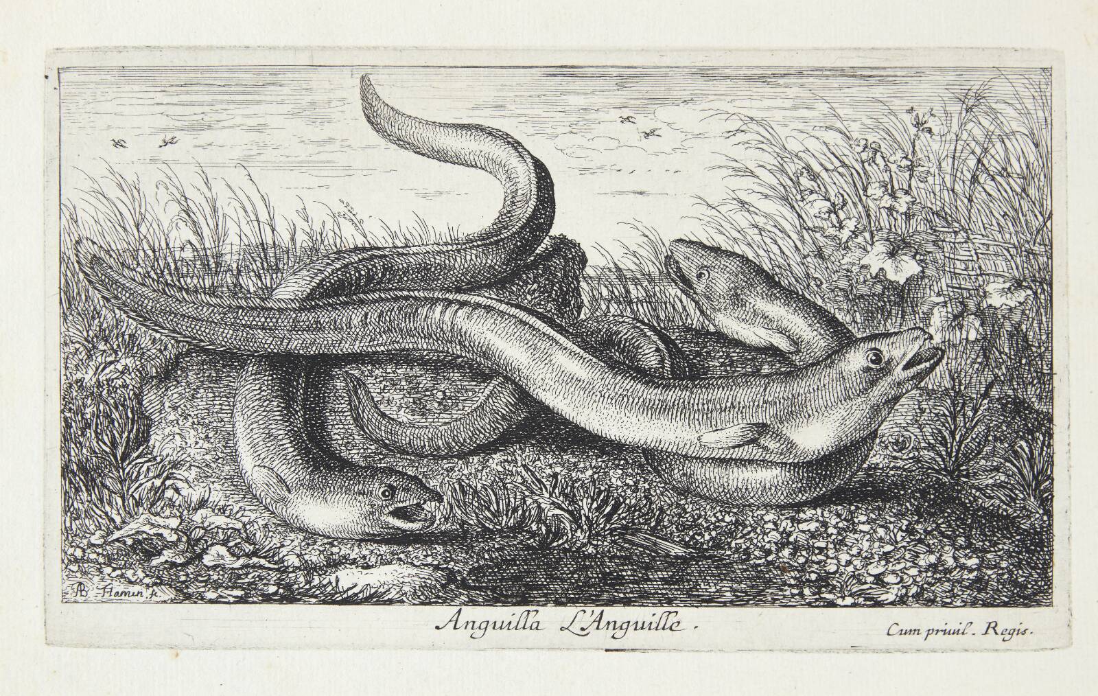 Ålen (Anguilla), Albert Flamen, 1620-1669