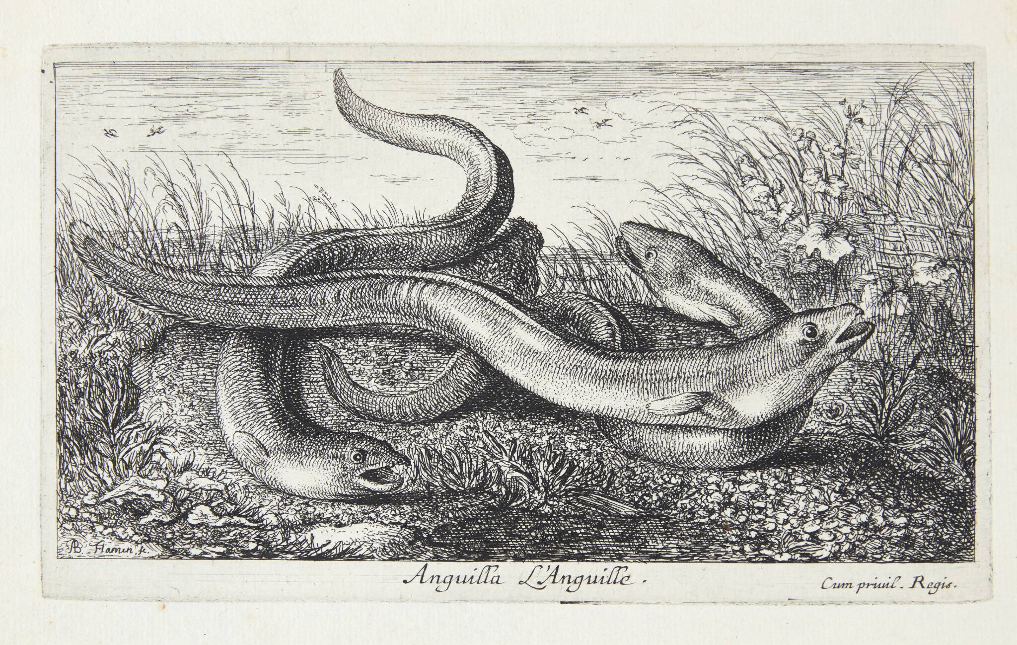 Ålen (Anguilla)