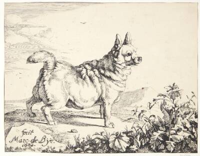 Stående hund, gadekryds