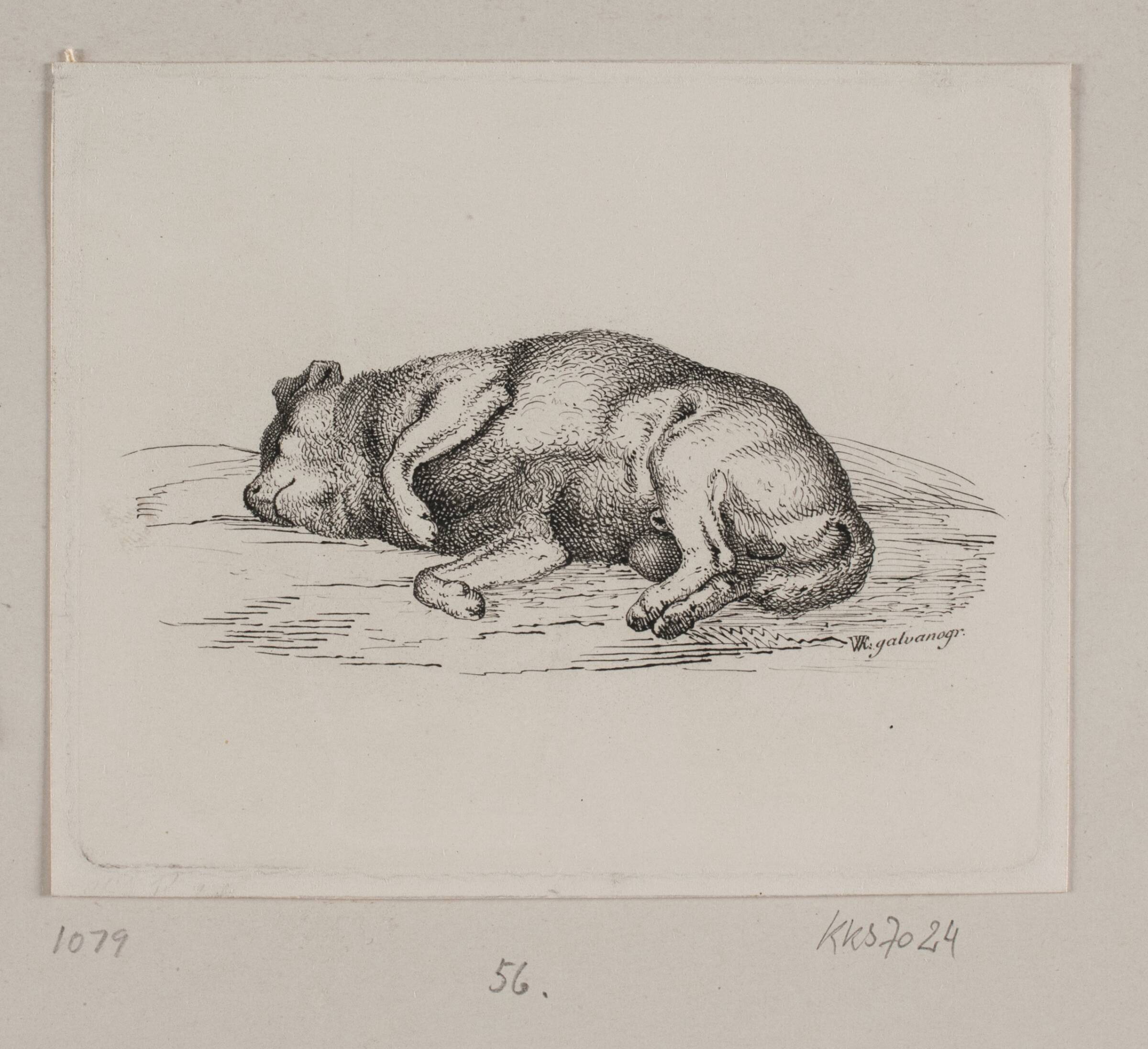 En liggende hund, Vilhelm Kyhn, 1842-1846