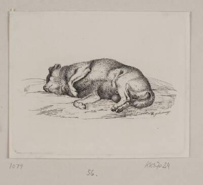 En liggende hund