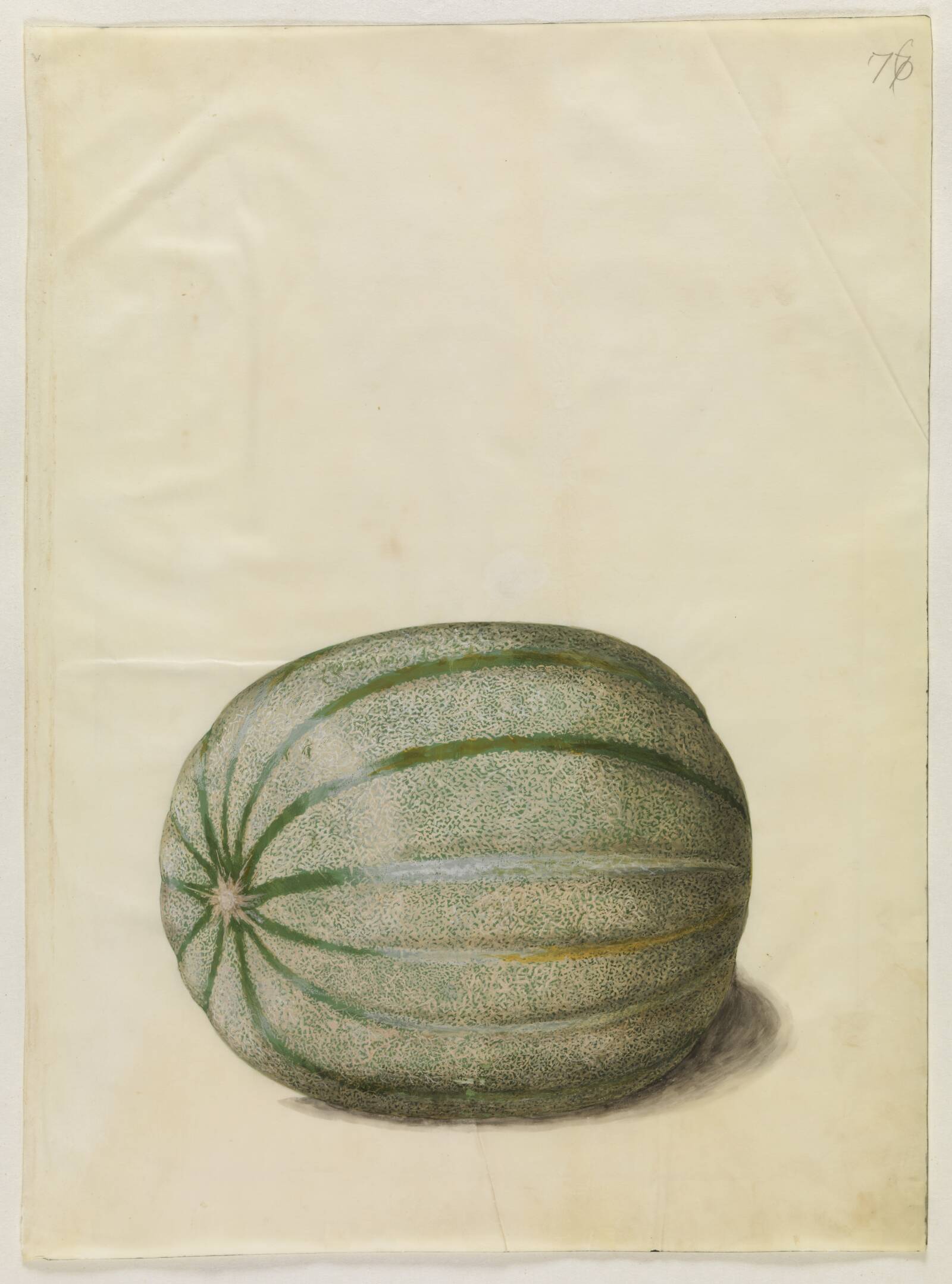 Cucumis melo (melon), Hans Simon Holtzbecker, 1649-1659