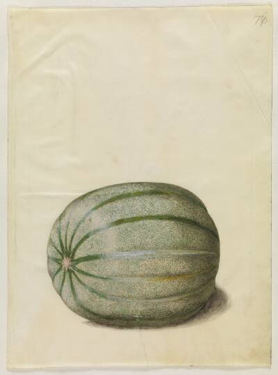 Cucumis melo (melon)