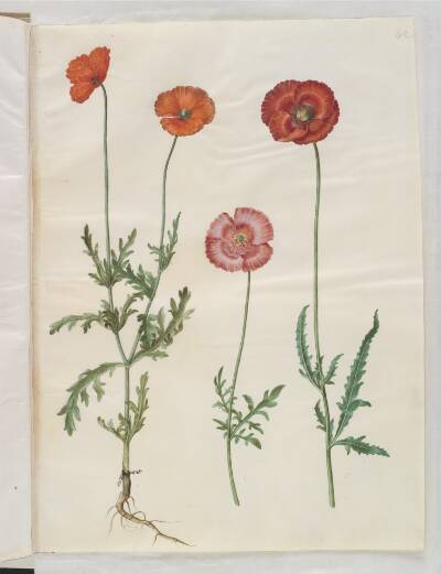 Papaver dubium (gærde-valmue); Papaver rhoeas (korn-valmue)