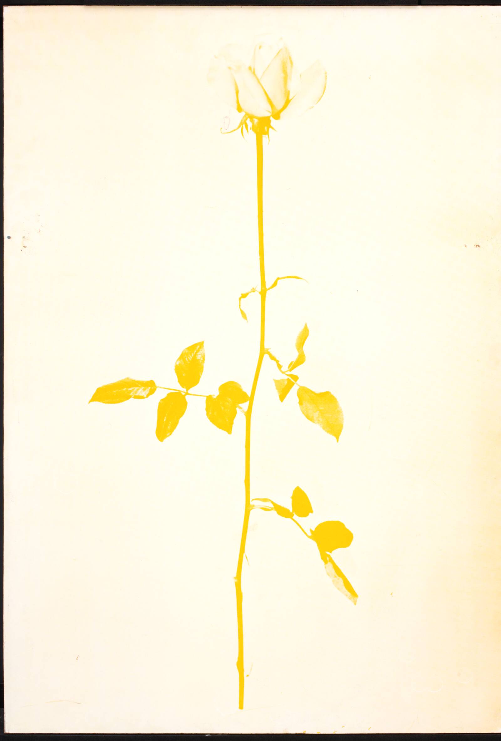 1 original rose, John Davidsen, 1969