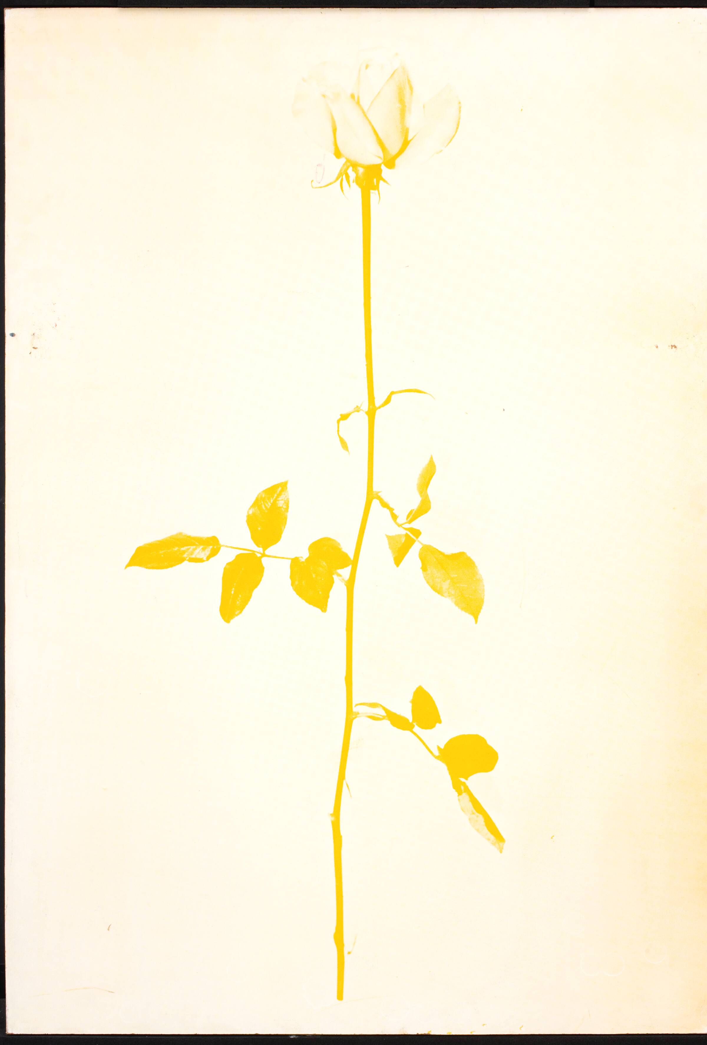 1 original rose, John Davidsen, 1969