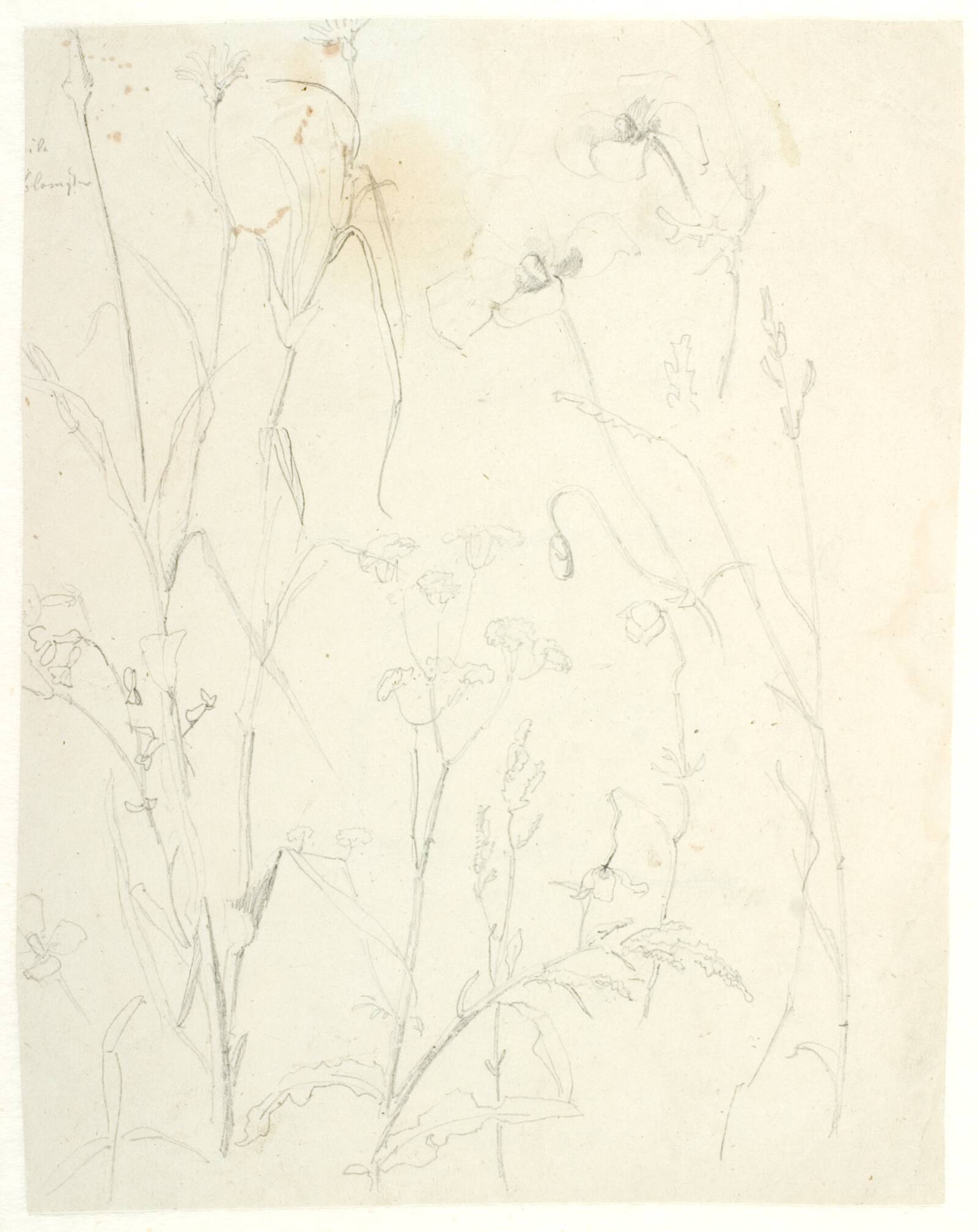 Plantestudier, Dankvart Dreyer, 1831-1852