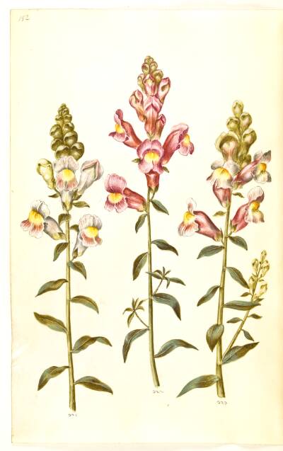 Antirrhinum majus (have-løvemund)