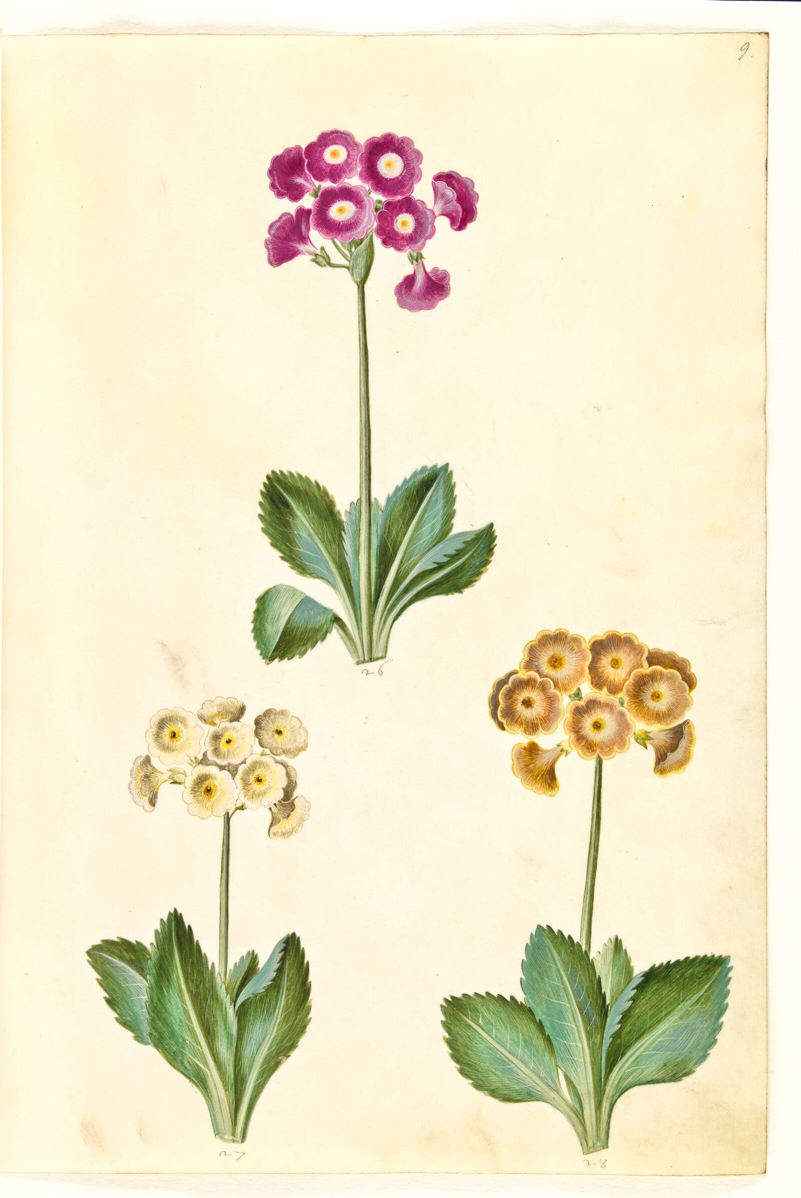 Primula ×pubescens (have-aurikel), Hans Simon Holtzbecker, 1635-1664