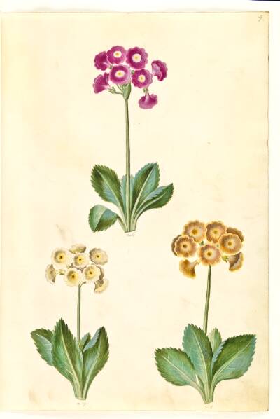 Primula ×pubescens (have-aurikel)
