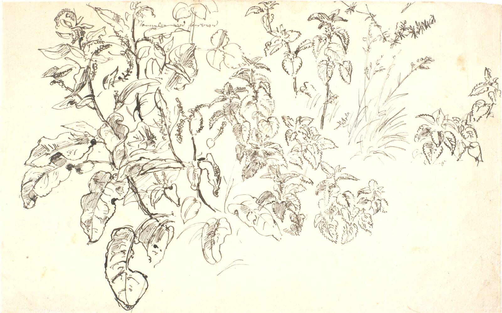 Plantestudier, Dankvart Dreyer, 1840-1849