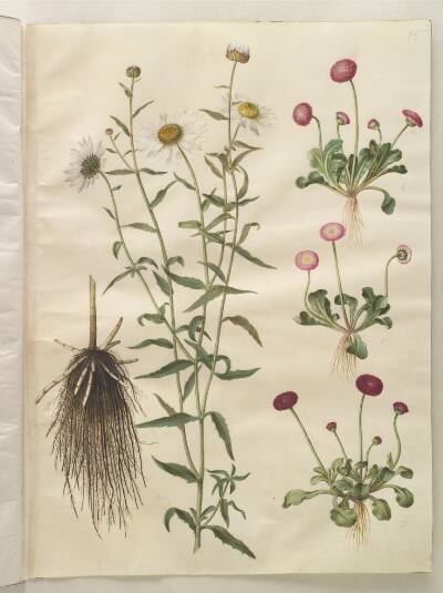 Leucanthemum vulgare (hvid okseøje); Bellis perennis (almindelig tusindfryd)