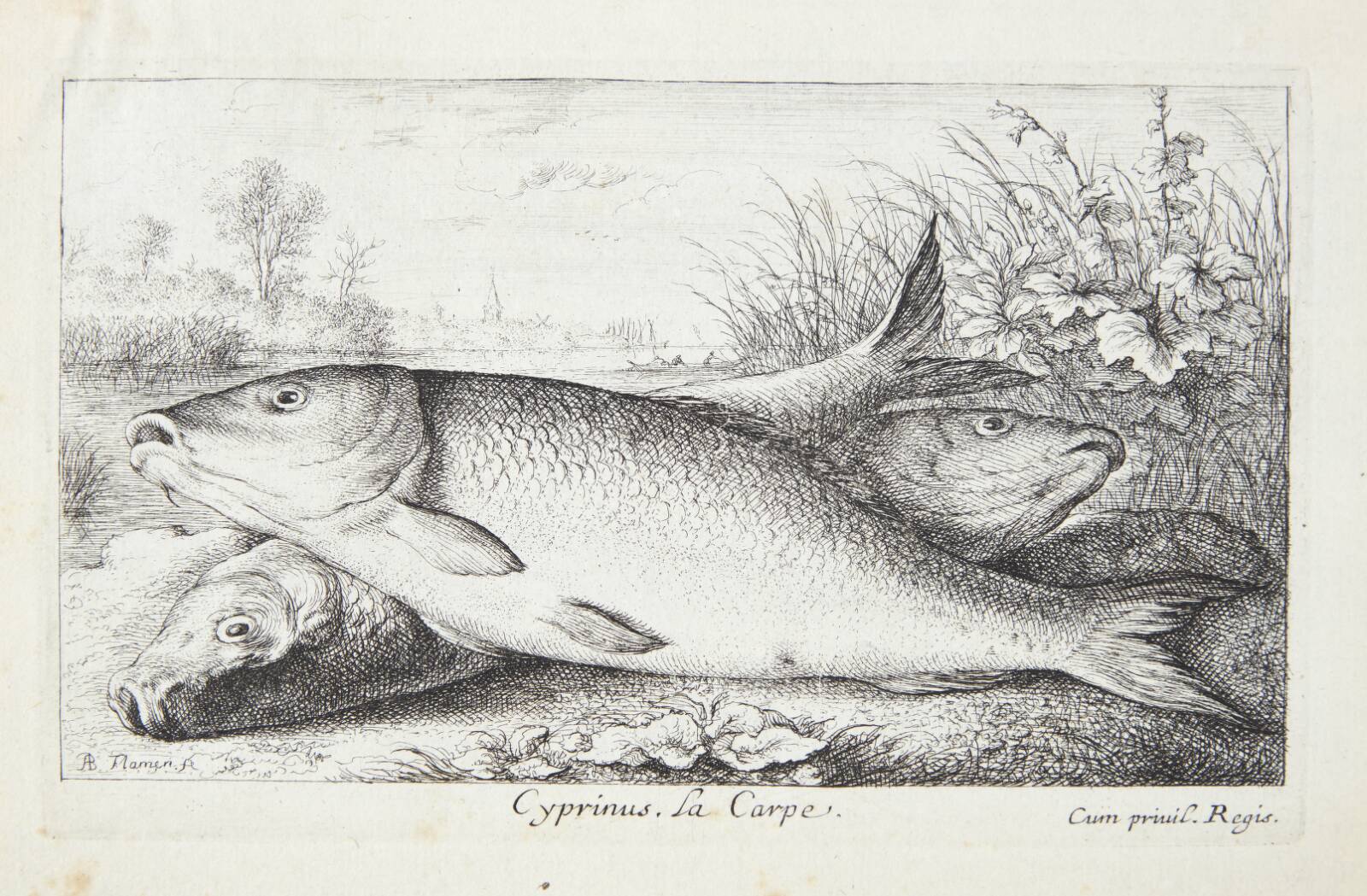 Karpen (Cyprinus), Albert Flamen, 1620-1669