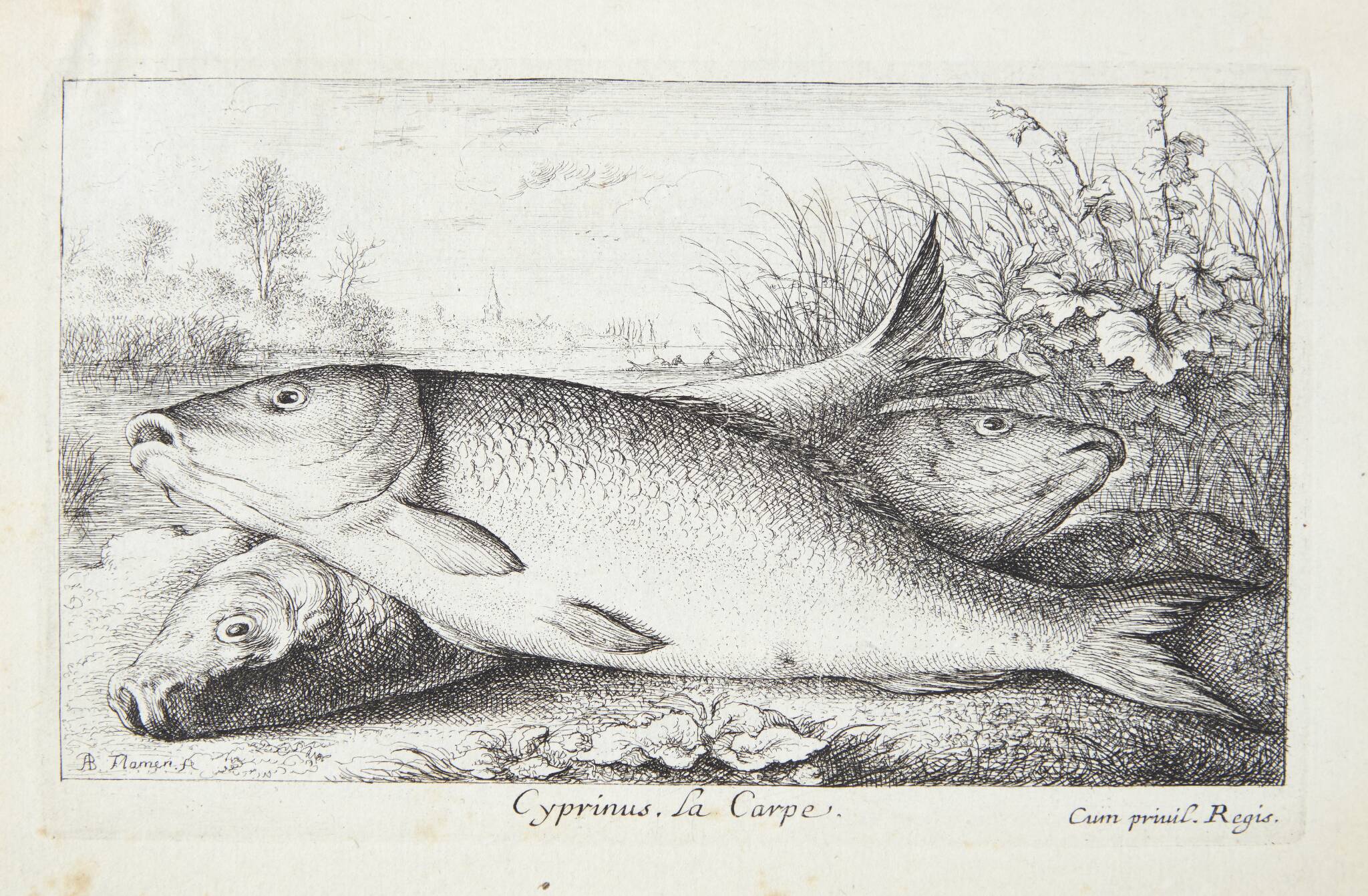 Karpen (Cyprinus)