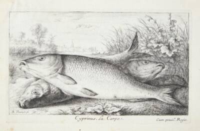 Karpen (Cyprinus)