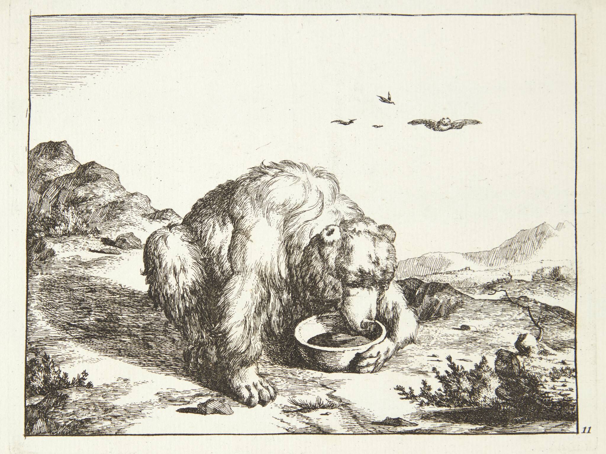 Drikkende bjørn
