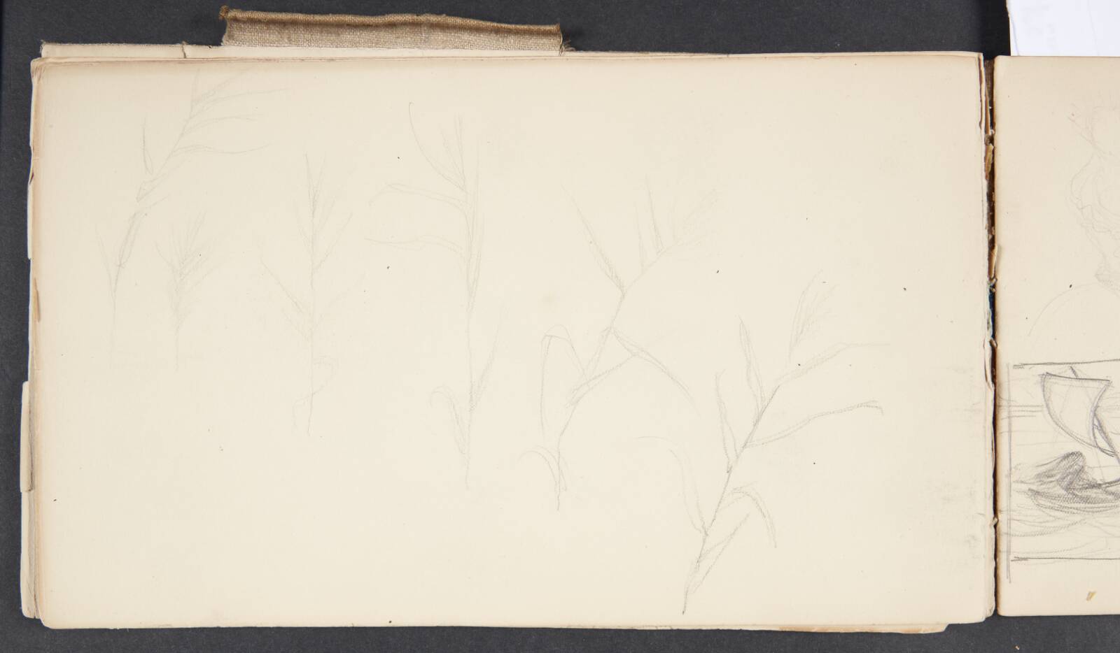 Plantestudier, Agnes Slott-Møller, 1896-1897