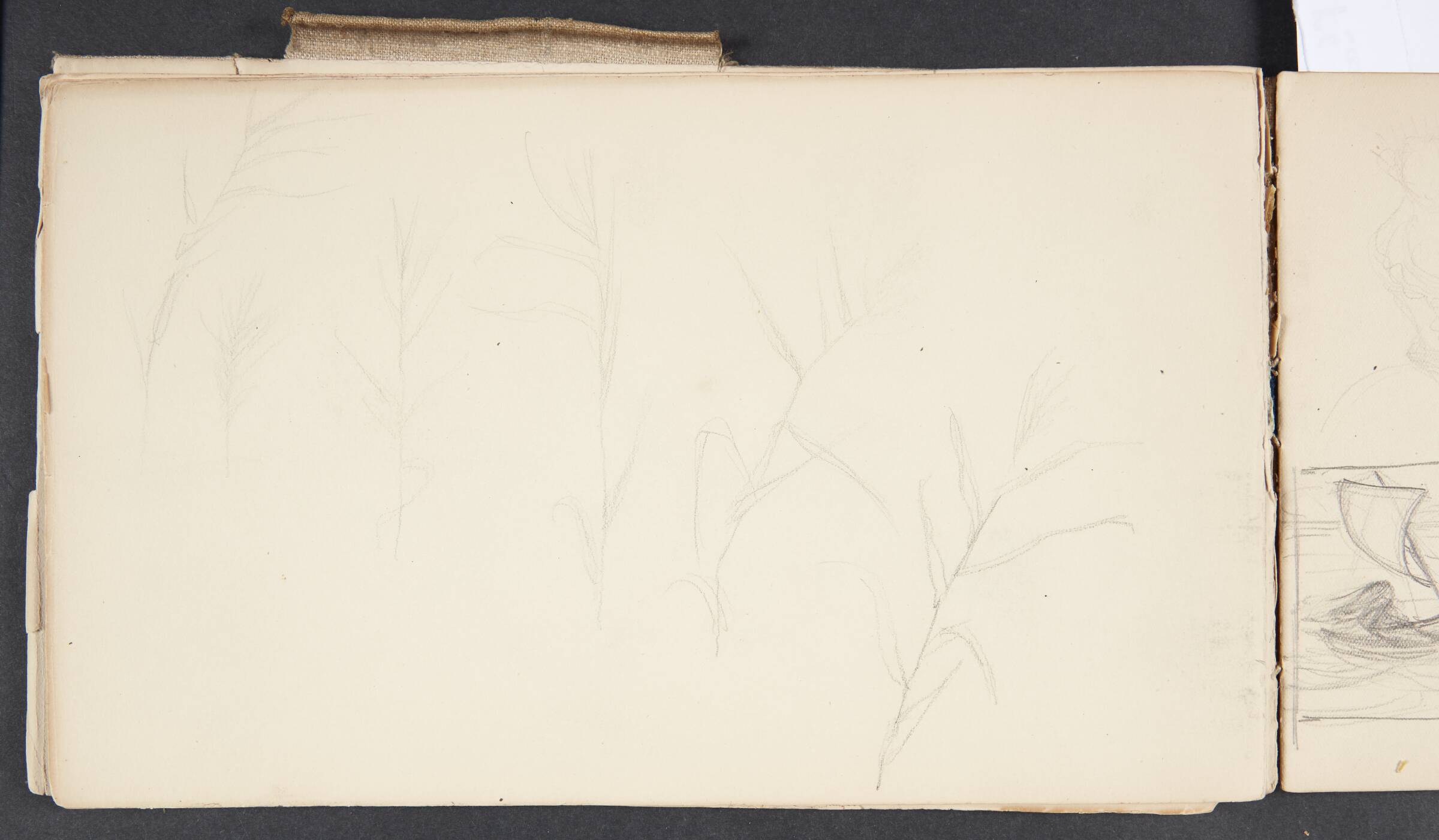 Plantestudier, Agnes Slott-Møller, 1896-1897