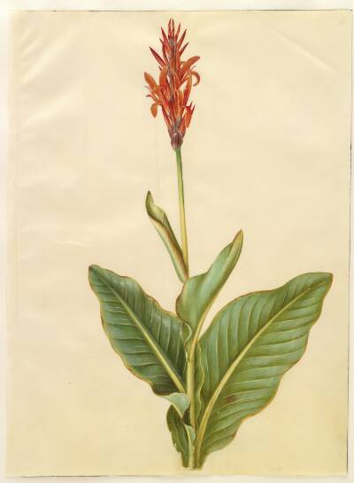 Canna indica (spiselig kanna)