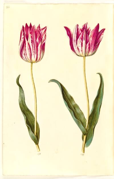 Tulipa gesneriana (have-tulipan)