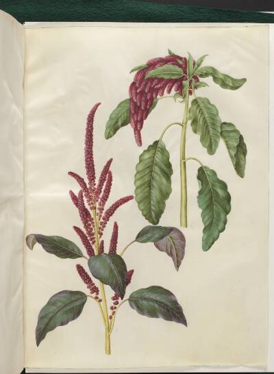 Amaranthus cruentus (rød amarant); Amaranthus caudatus (rævehale-amarant)