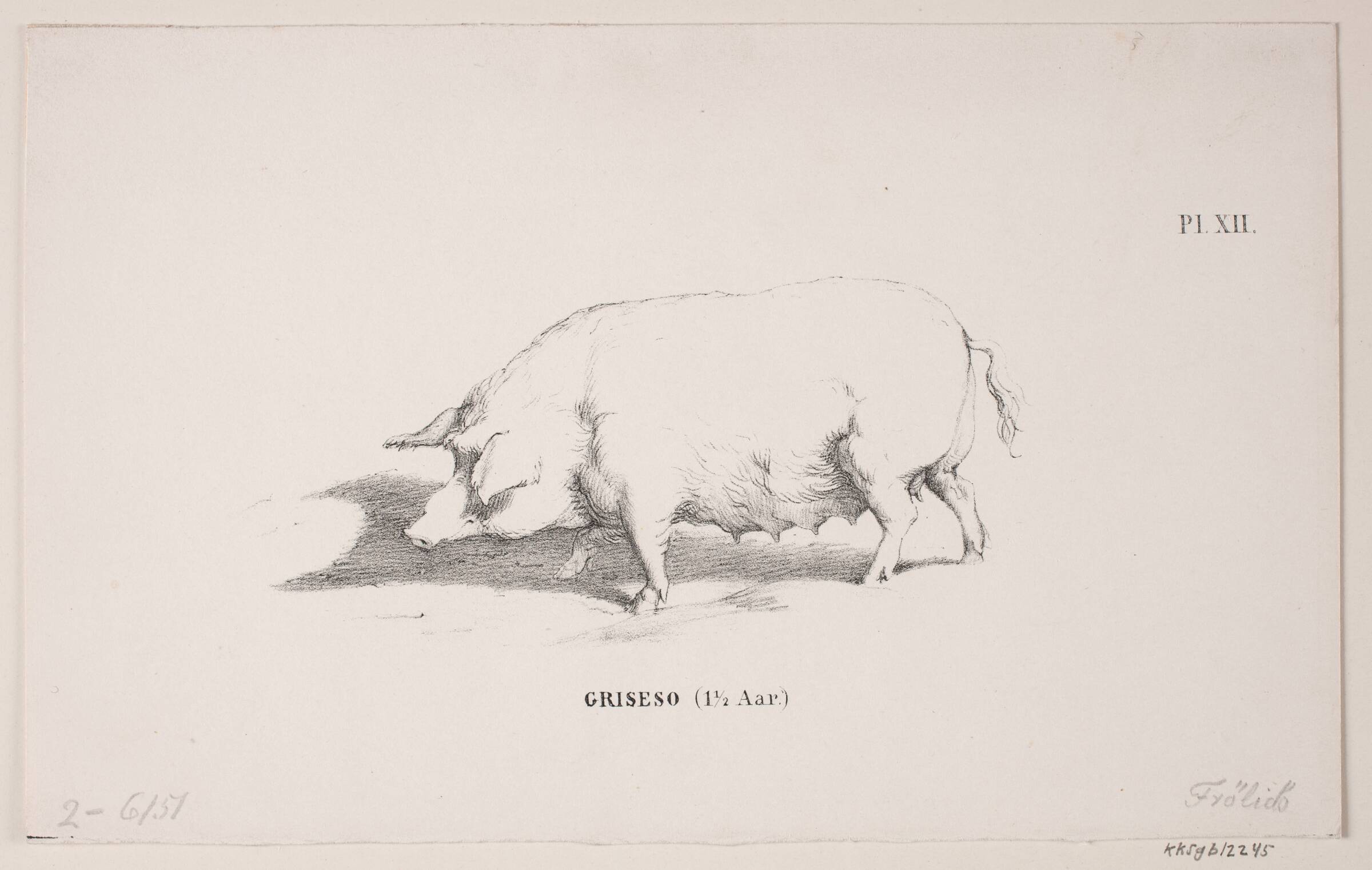 Griseso, Lorenz Frølich, 1820-1908