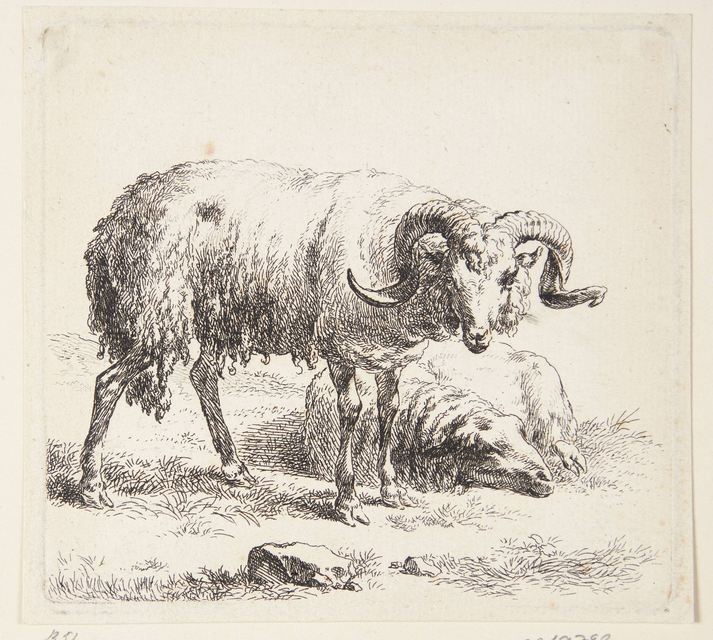 Stående vædder og et liggende får, Nicolaes Berchem, 1620-1683