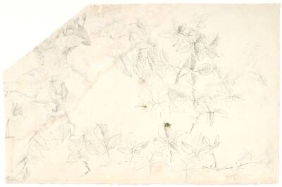 Plantestudier