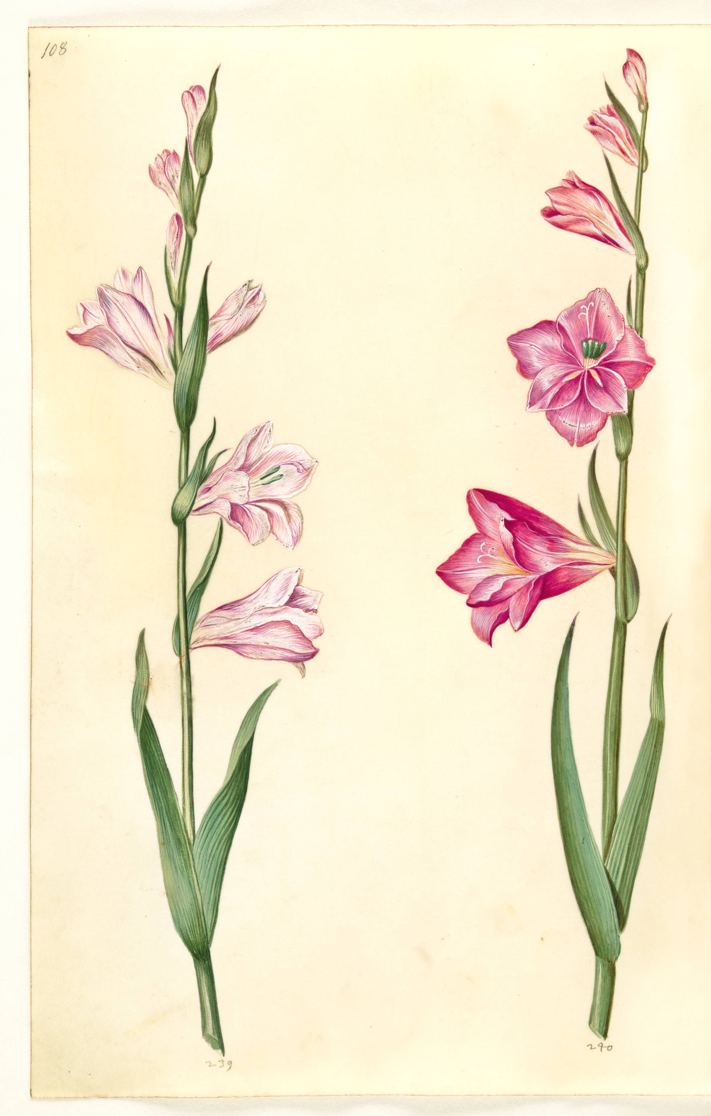 Gladiolus communis (almindelig gladiolus), Hans Simon Holtzbecker, 1635-1664