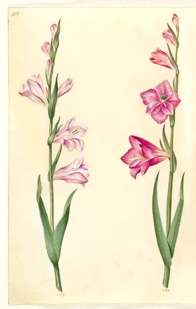 Gladiolus communis (almindelig gladiolus)