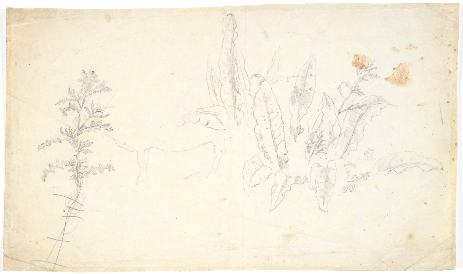 Plantestudier, Dankvart Dreyer, 1831-1852