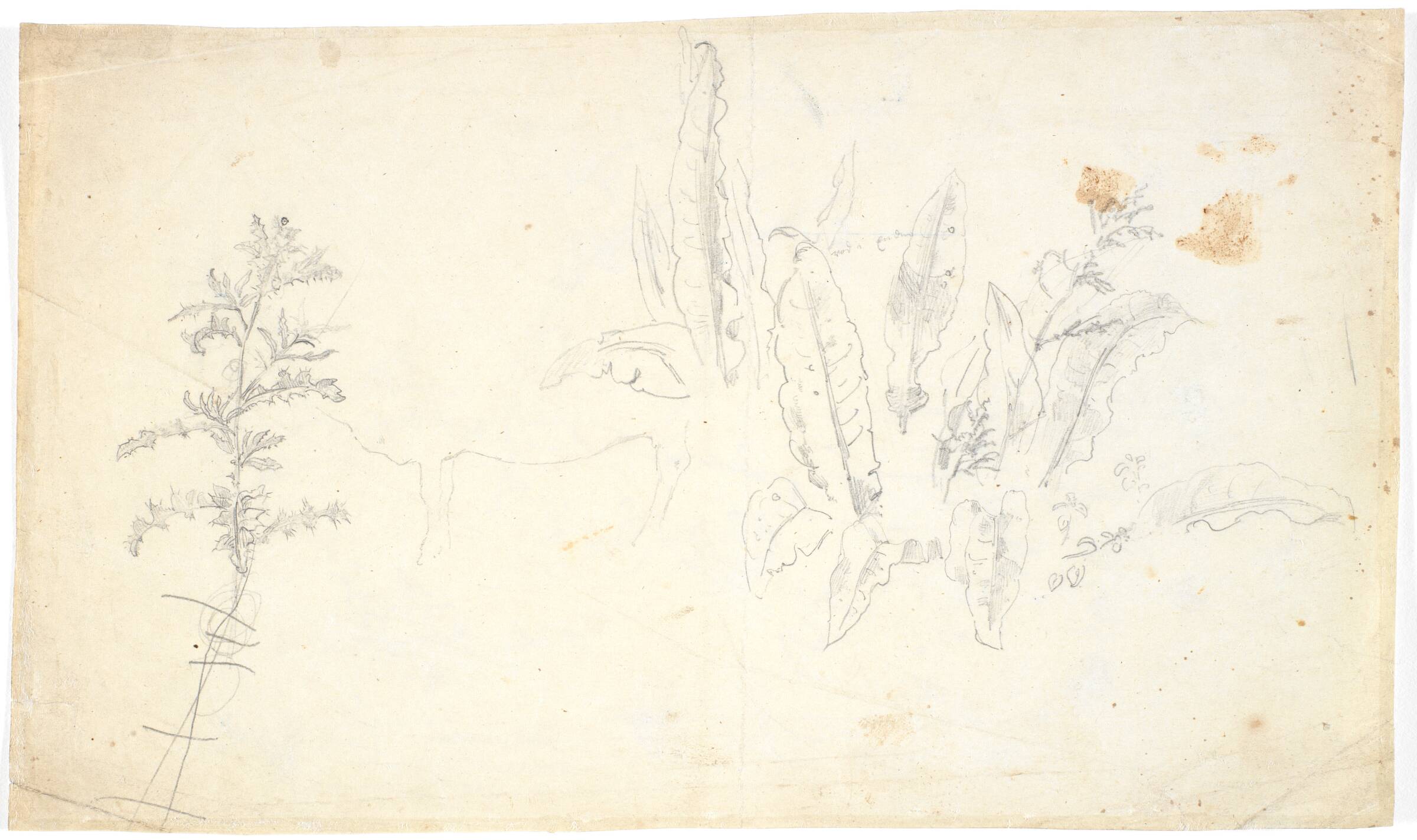 Plantestudier, Dankvart Dreyer, 1831-1852