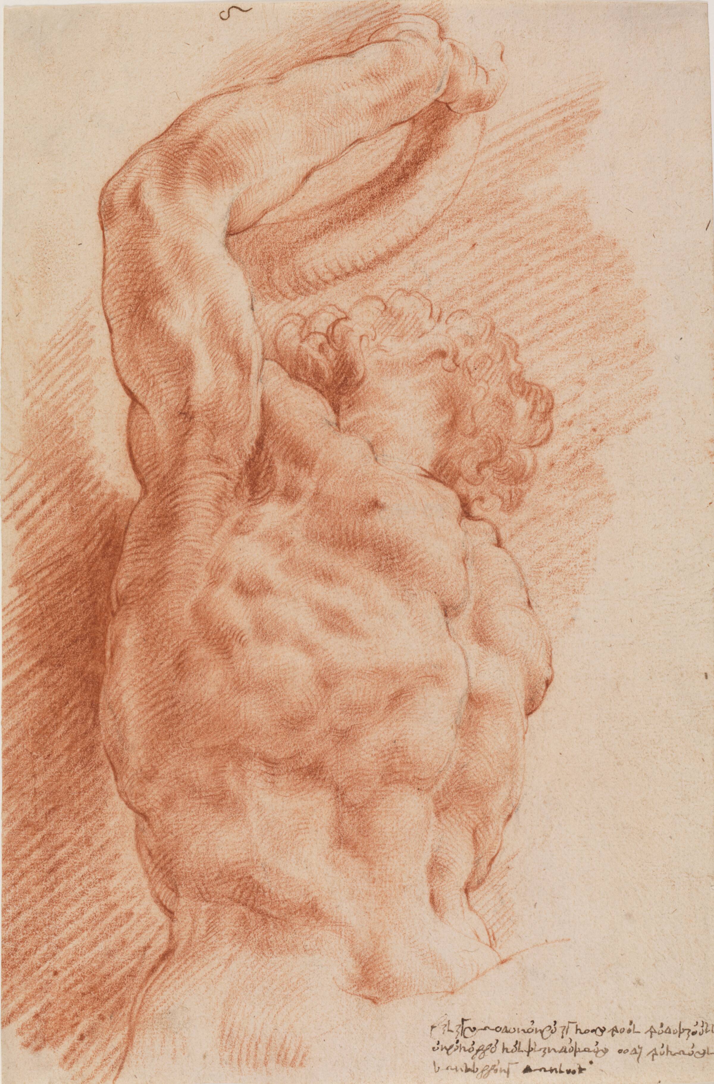Laokoon. Laokoons overkrop set nedefra fra højre side, Willem Panneels, 1628-1630