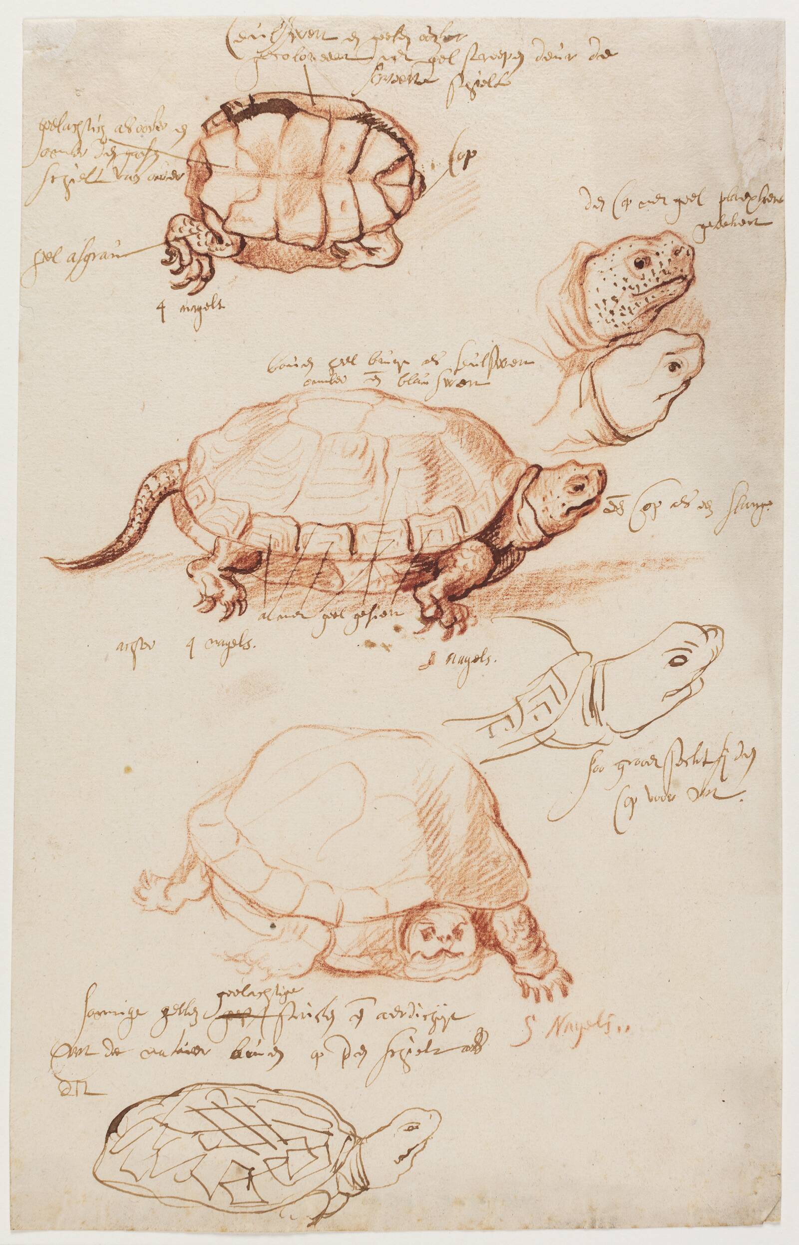 Studier af en skildpadde, Ubekendt, 1550-1650
