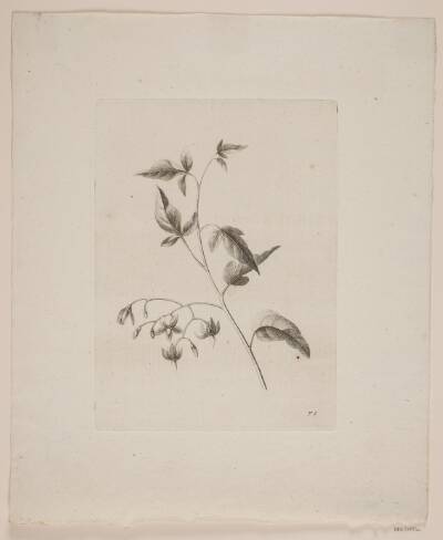 Blomstermotiv