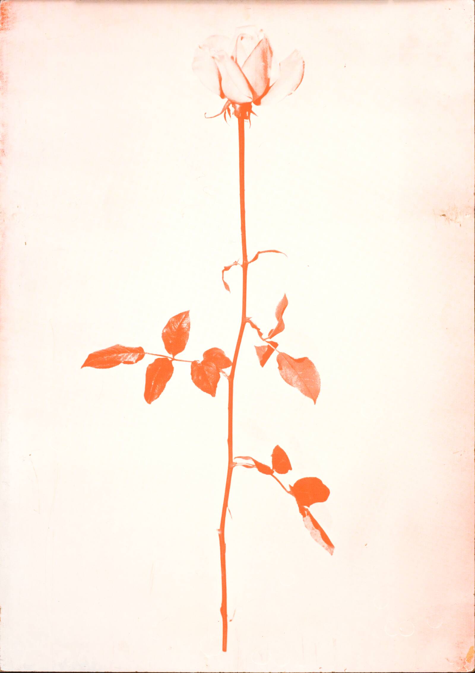 1 original rose, John Davidsen, 1969