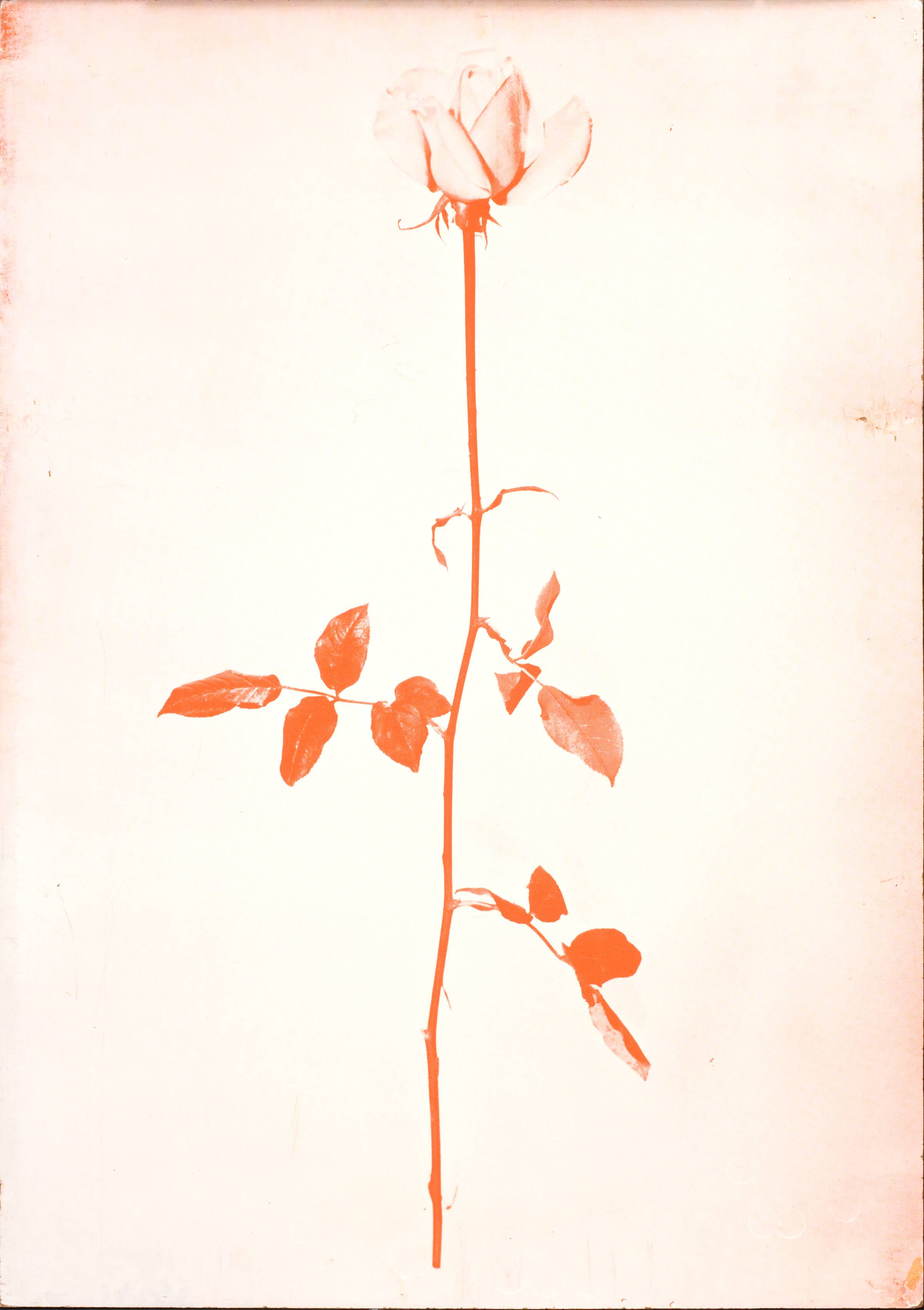 1 original rose, John Davidsen, 1969