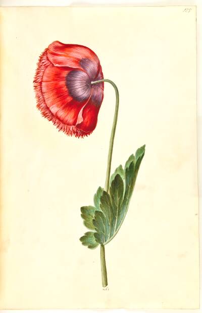Papaver somniferum (opium-valmue)